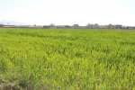 کاشت 10 هکتار گندم در زمین های مزروعی دانشکده قاضی طباطبایی ارومیه