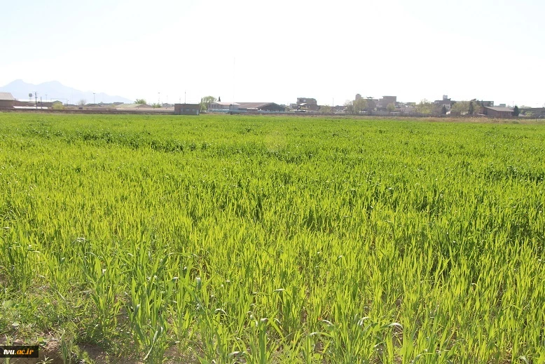 کاشت 10 هکتار گندم در زمین های مزروعی دانشکده قاضی طباطبایی ارومیه