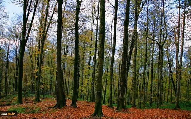 Mazandaran Forest- Iran 2
