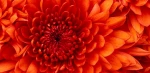 خبر برگزیده مرکز 2