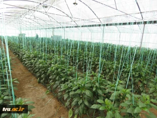 آغاز برداشت فلفل رنگی از گلخانه آموزشی امین خاتم