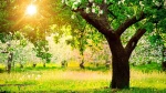 تبریک نوروز 3