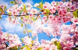 تبریک نوروز باستانی و عید سعید فطر 2