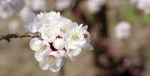 تبریک نوروز باستانی و عید سعید فطر 2
