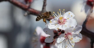 تبریک نوروز باستانی و عید سعید فطر