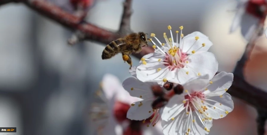تبریک نوروز باستانی و عید سعید فطر 2